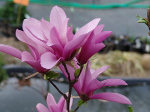 Magnolia Jane bloom